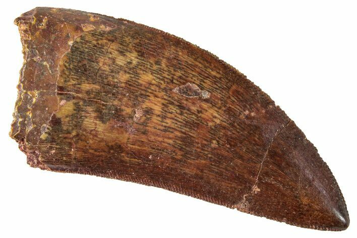 Serrated, Carcharodontosaurus Tooth - Real Dinosaur Tooth #267750